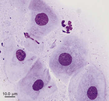 Cytology-for-Estrous-Staging