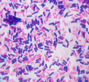 Grams-Staining