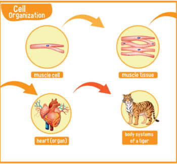 Muscle-specific-Enzymes