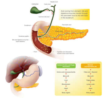 Pancreatic-Function-Tests